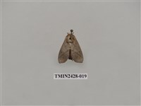 藏品(內點刺蛾)的圖片